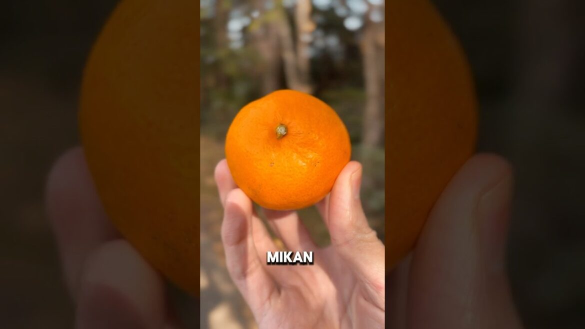 AMAZING Shizuoka Mikans!