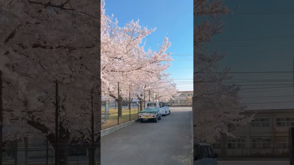 🌸 Japan’s Most Underrated Sakura Spot – You Need to See This! #japan #sakura #japantravel #shorts