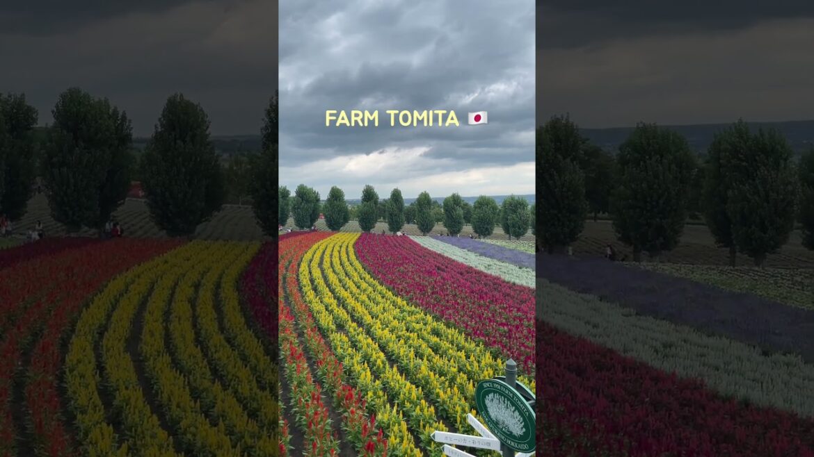 Farm Tomita in Hokkaido #japan #hokkaido #furano #ファーム富田 #北海道 #日本 #japantravel #tour #japantravel