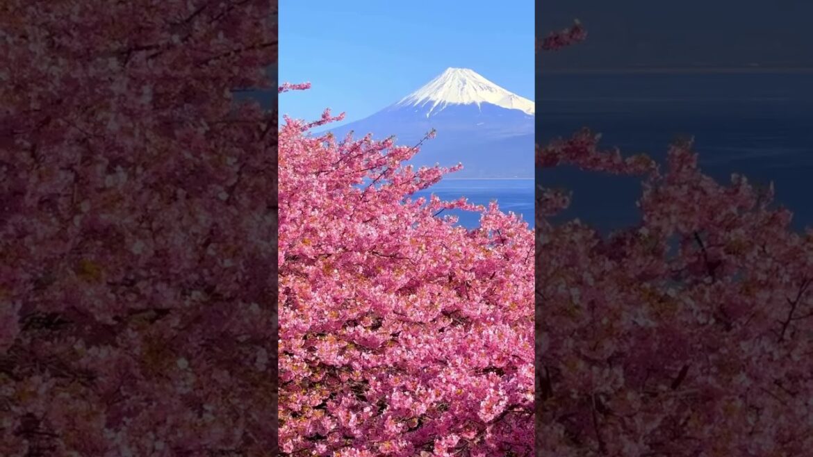 Mount Fuji 🌸Enchanting cherry blossoms and Mount Fuji. Mount Fuji from Numazu City, Japan #mountfuji