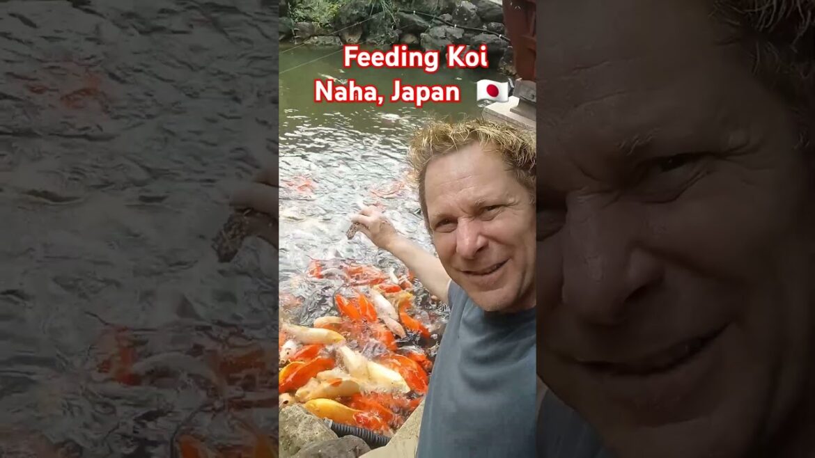 🇯🇵  FEEDING KOI  Naha, Japan  #japanesegardens #okinawatravel #okinawajapan #nahajapan #feedingfish