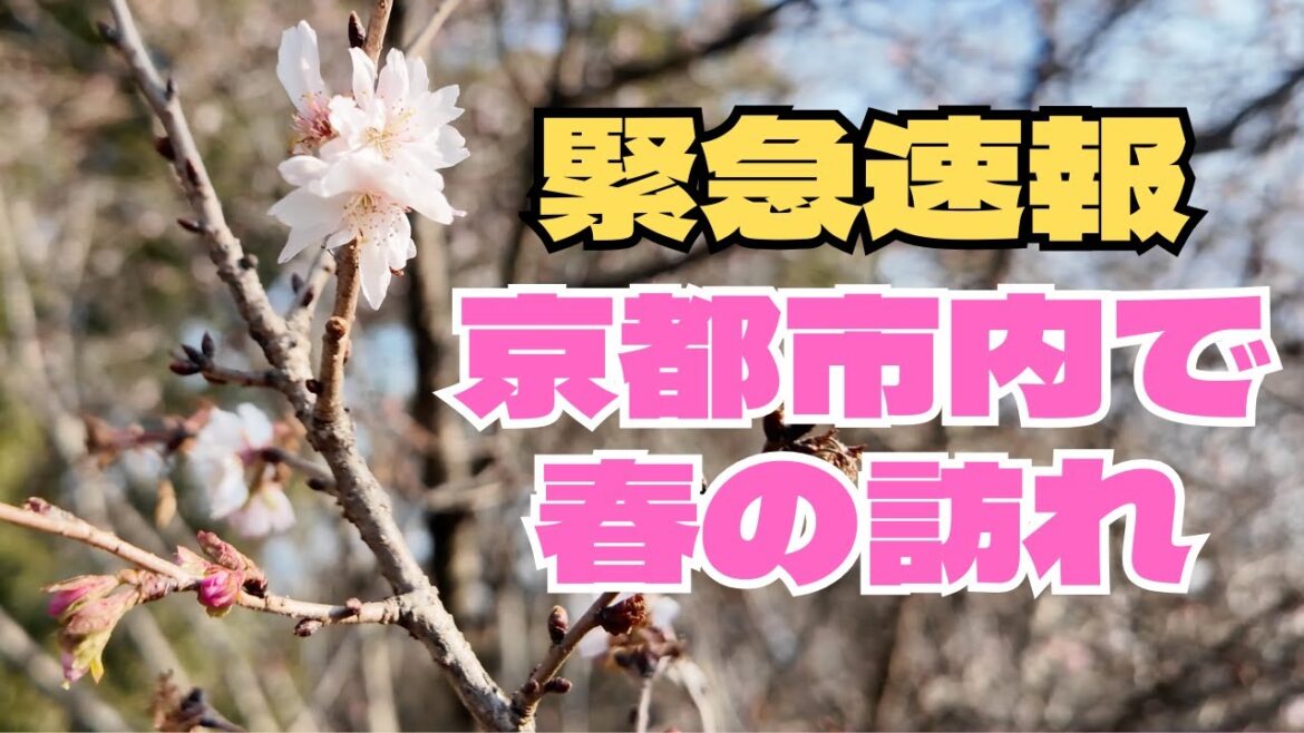 [1月14日]京都市内でもう梅の開花が！例年より早い京都御所(京都御苑)の春の訪れ