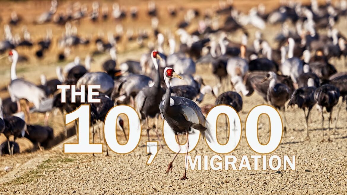 The 10,000 Crane Migration: Izumi, Japan’s Natural Wonder. Explore Make Art. The 10,000 Crane Migration: Izumi, Japan's Natural Wonder. Explore Make Art.