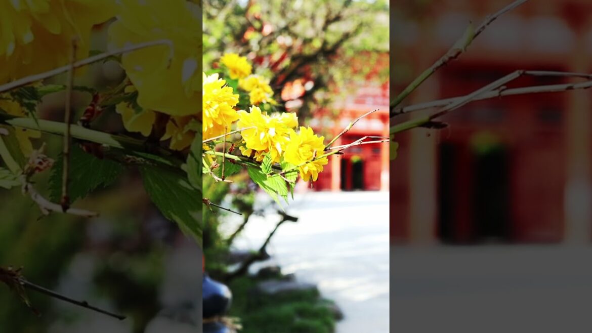 Ultimate Kyoto Travel Guide: Visiting Shimogamo Shrine! [2024] 下鴨神社