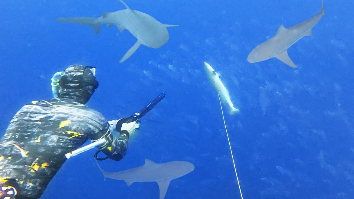 Too Many SHARKS To Pull The Trigger! | 113 Feet DEEP!