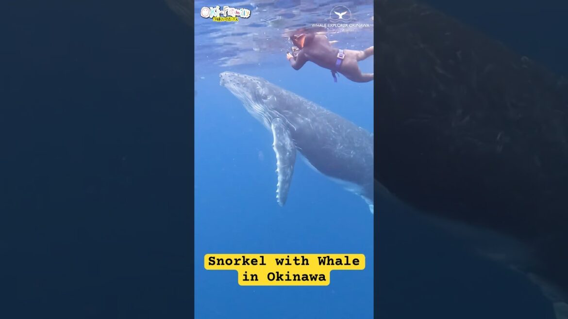Snorkel with Whale in Okinawa super close encounter | 超近距離夢幻的對峙 #沖繩旅行 #沖繩潛水 #沖繩鯨魚共游