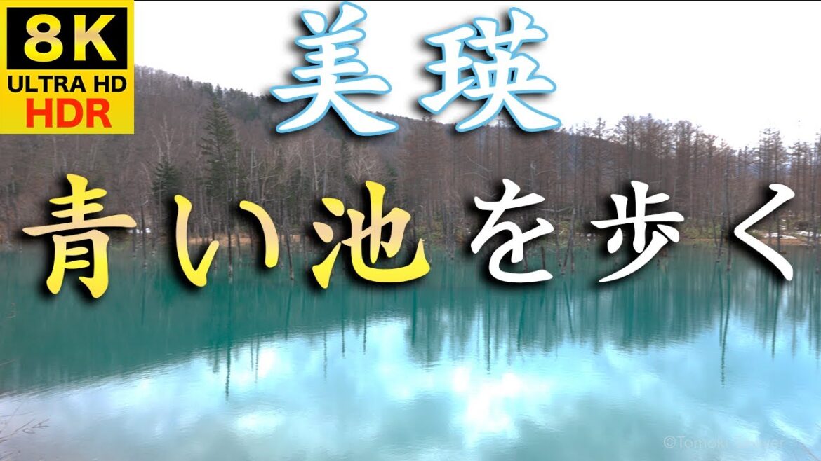 【8K HDR】青い池を歩く / 北海道美瑛町