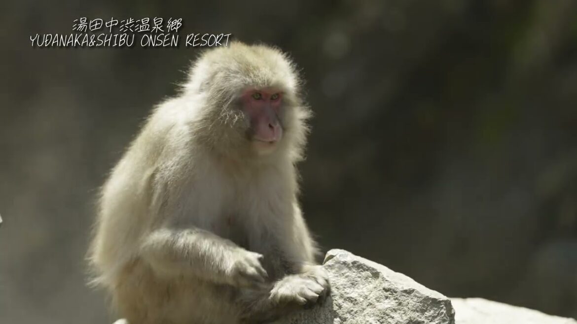 Explore Snow Monkey Town Yamanouchi in spring