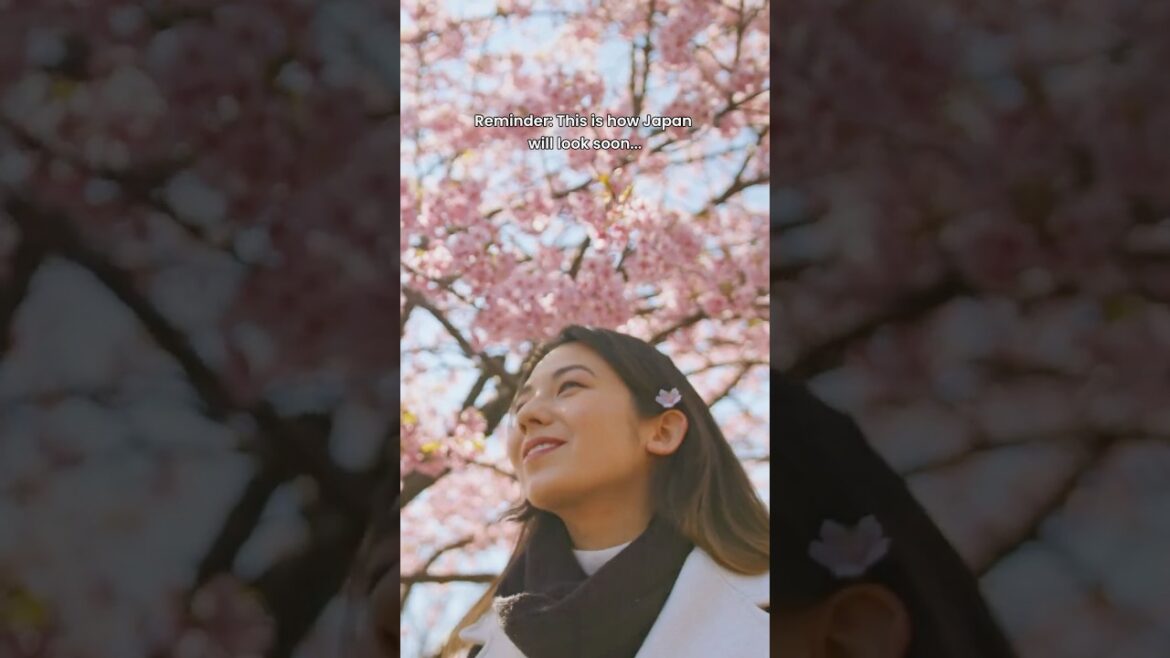 Sakura in Japan is Almost Here πΈβοΈ Sakura in Japan is Almost Here πΈβοΈ