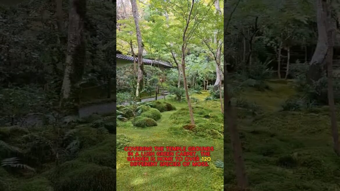 Surreal Japanese Moss Temple: I have never seen anything like this before!
