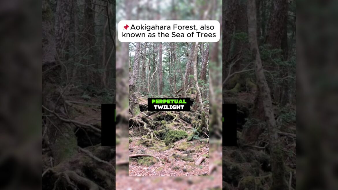 The Chilling Secrets of Japan's Aokigahara Forest #scary #horror #creepy