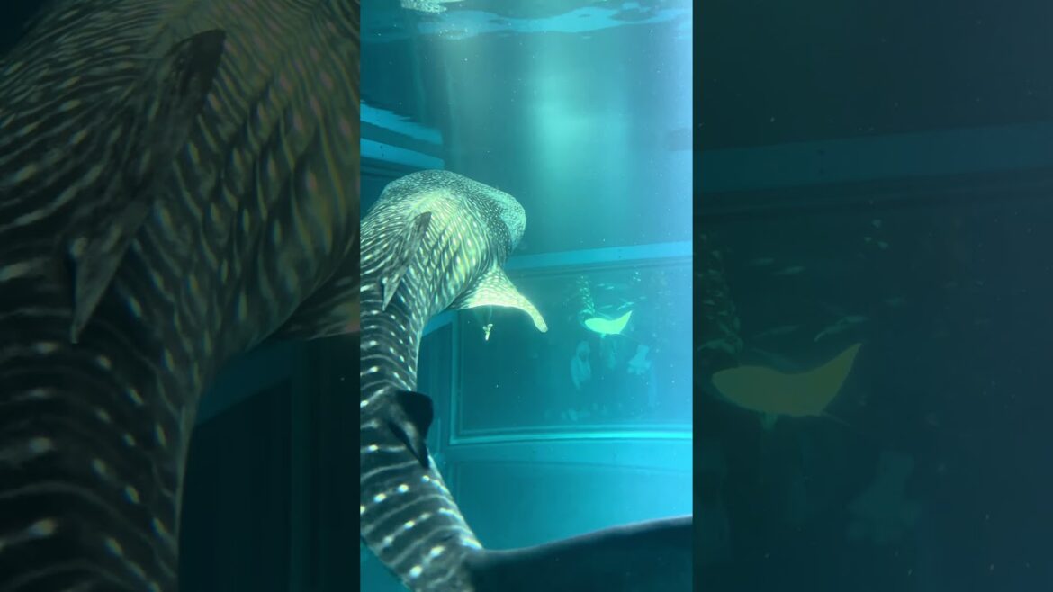 The Whale Shark of Osaka Aquarium, Japan #travel #sealife #osaka #expat #tourism