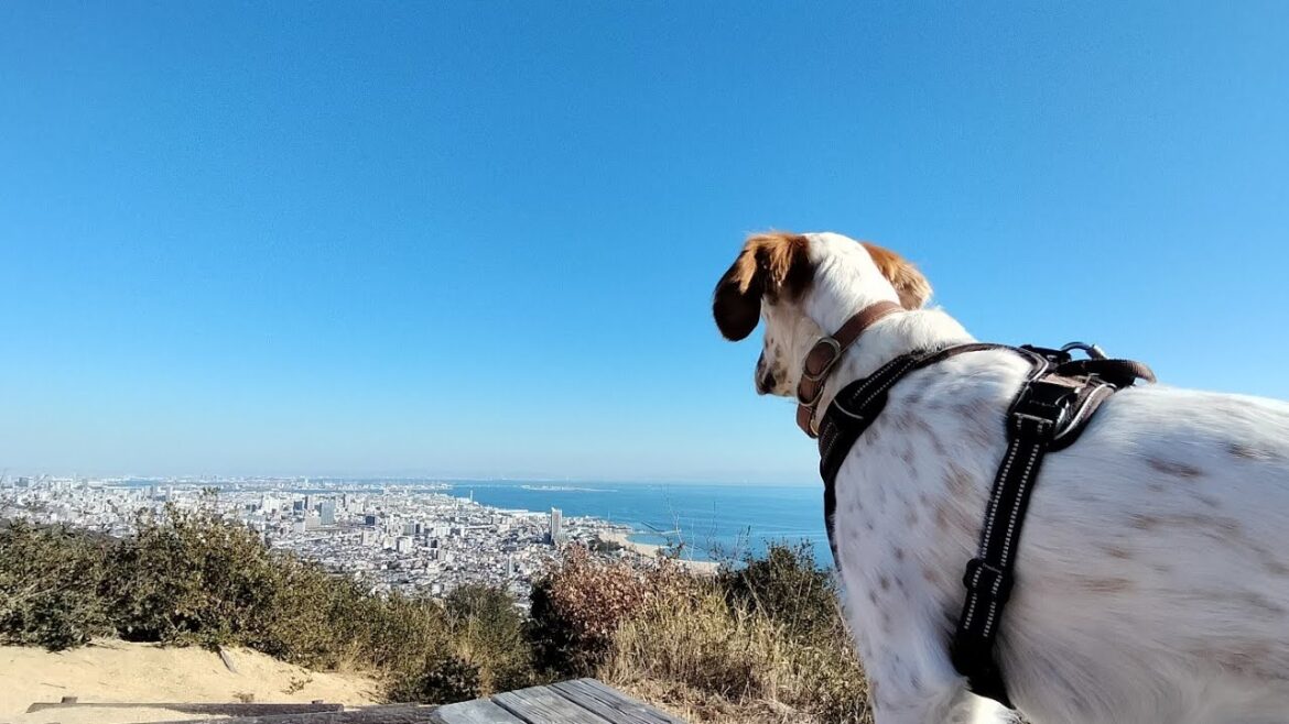 229.冬の【高倉山〜鉄拐山】神戸市 須磨にある六甲全山縦走路の一部🌈 登るのは大変ですが山頂は最高の開放感です✨ 今回は高倉山から向かいました😊