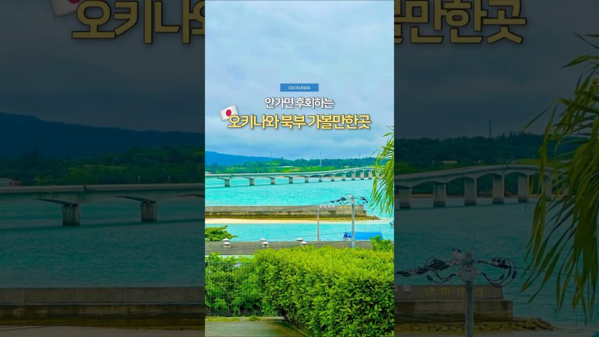 이거 하나면 오키나와 북부여행 끄읏🇯🇵 #오키나와 #오키나와여행 #여행 #여행꿀팁 #일본 #일본여행 #japan #okinawa #travel #shorts