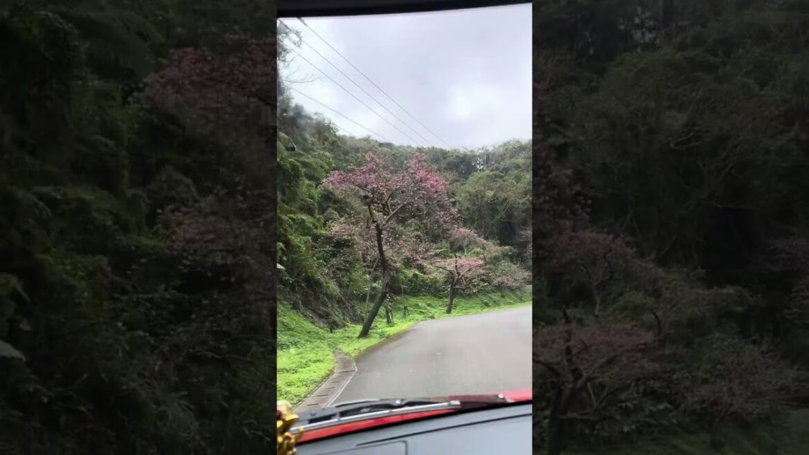First time mini vlog with life partner at Okinawa Nago🚗