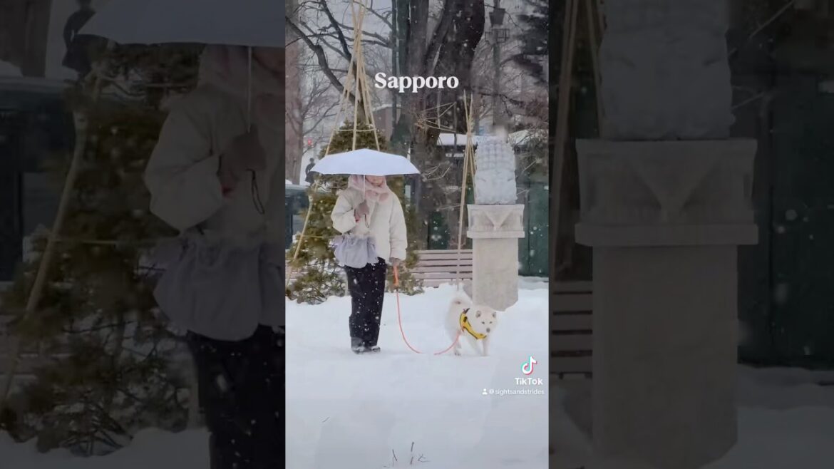 Snowfall in Sapporo Japan today February 11, 2025 #sapporo #sapporosnowfestival #japan