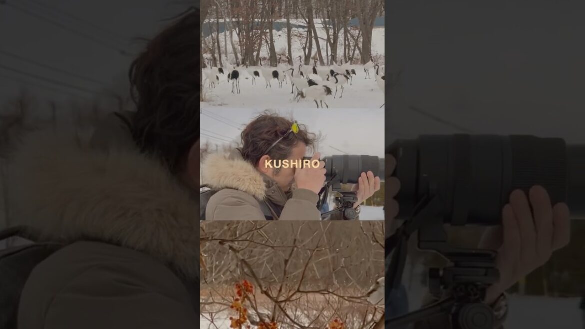 Kushiro Adventure #japan #travel #hokkaido #kushiro #winter #birds #wildlifephotography #wildlife
