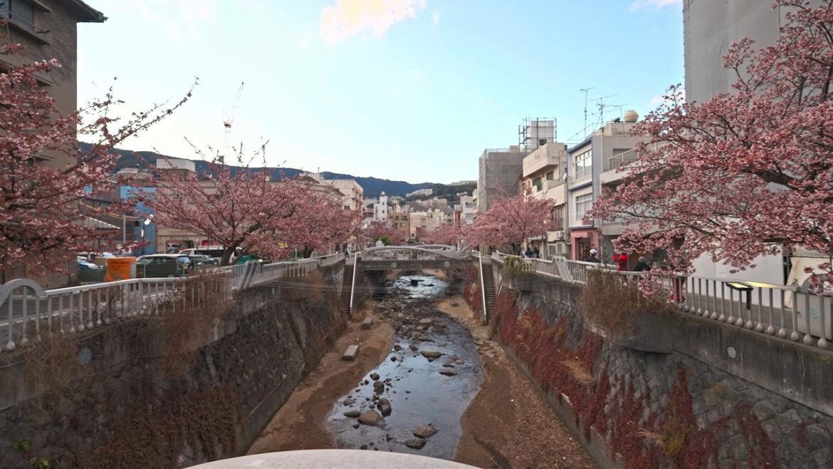 Early Sakura Bloom in Atami, Shizuoka - A Walk Through a Seaside City • 4K