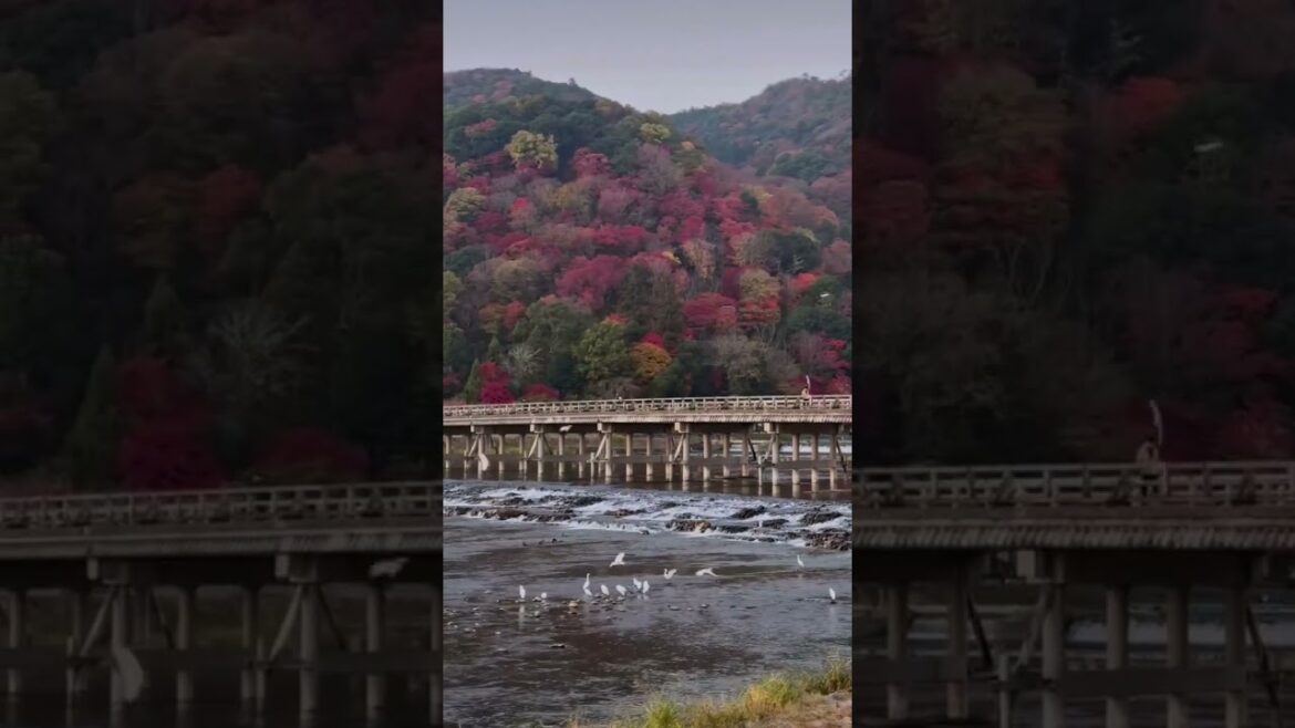 walking japan #japan #kyoto #ariyashima