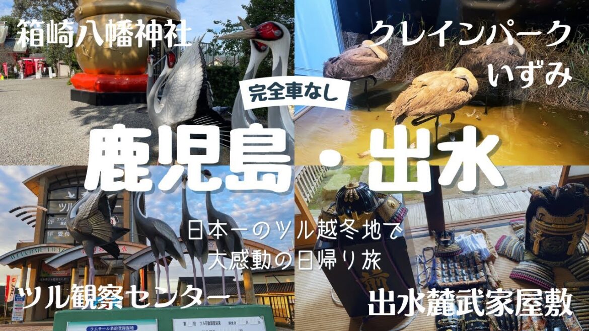 【鹿児島 | 出水 | 日帰り旅】 日本一のツル越冬地で大感動しました!! 【鹿児島 | 出水 | 日帰り旅】 日本一のツル越冬地で大感動しました!!