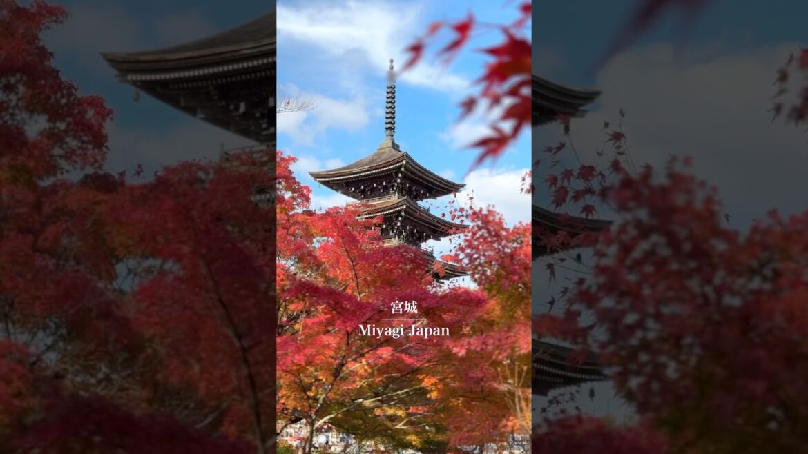 【仙台旅行】綺麗すぎる🍁人気観光スポット！#仙台 #宮城 #紅葉 #仙台旅行 #宮城旅行 #定義山 #sendai #miyagi #japantravel #japantrip #shorts