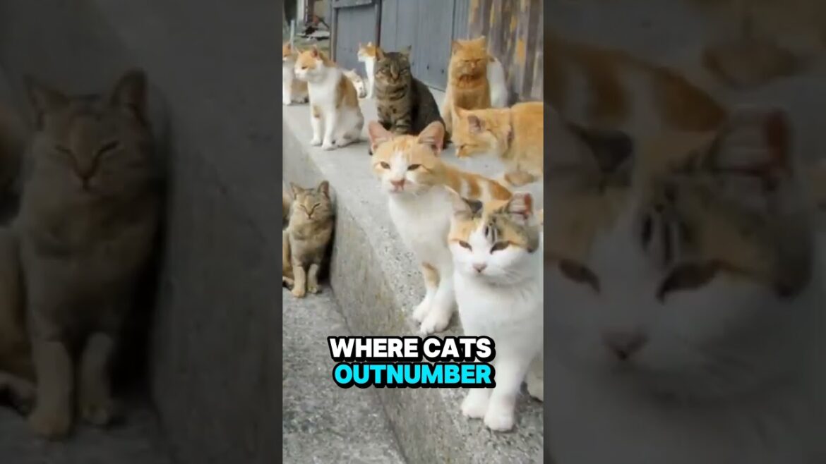 Tashirojima The Cat island #travel #travelshorts #catisland #japan #aoshima #trendingshorts