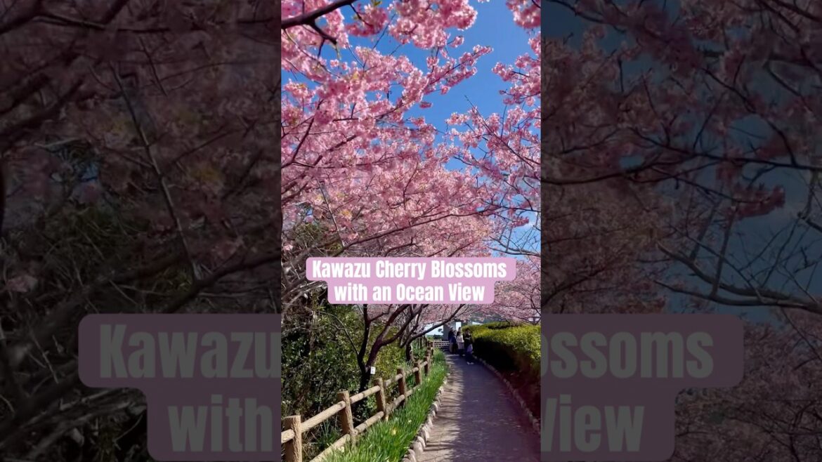 Kawazu Cherry Blossoms with an Ocean View #chiba #千葉 #japan #travel Kawazu Cherry Blossoms with an Ocean View #chiba #千葉 #japan #travel