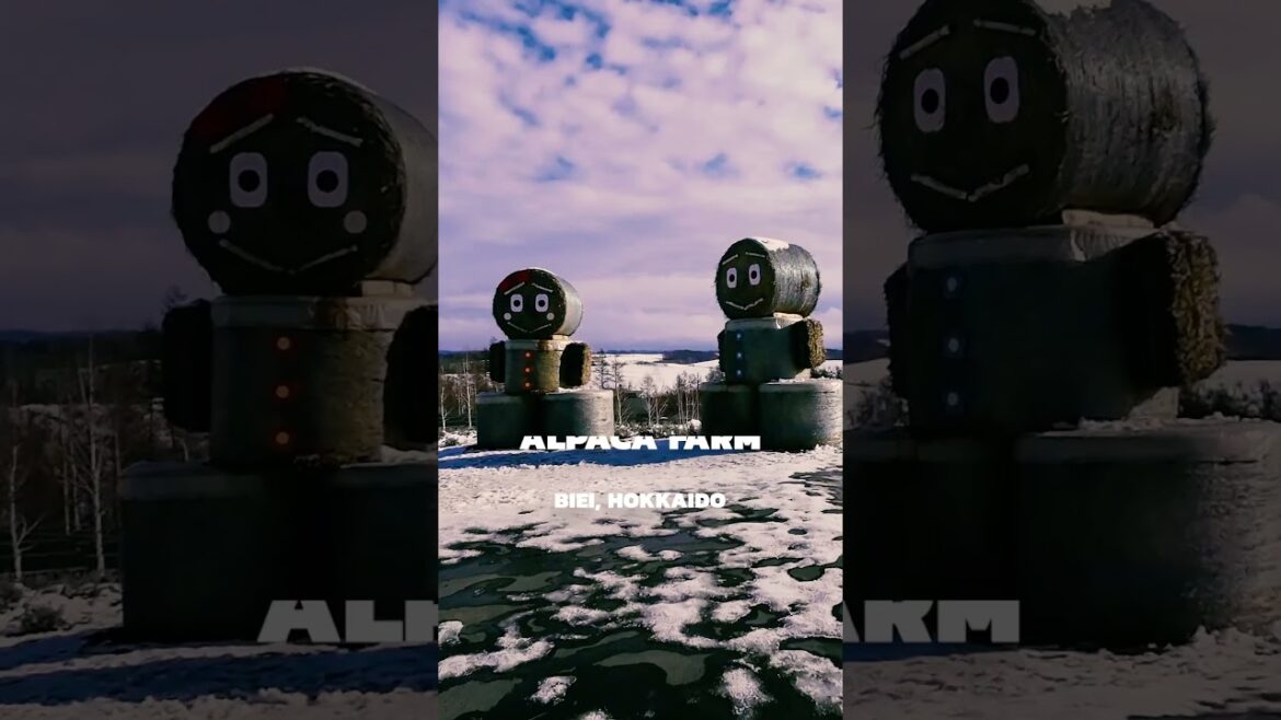 #shorts #japan #attraction #biei #hokkaido #alpacafarm #animal #visitjapan #traveljapan #winter #shorts #japan #attraction #biei #hokkaido #alpacafarm #animal #visitjapan #traveljapan #winter