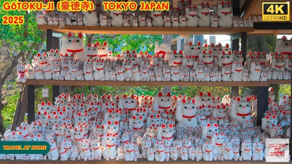 4k hdr Japan travel 2025 | Walk in Gōtoku-ji (豪徳寺)  Tokyo Japan  |  Relaxing Natural City