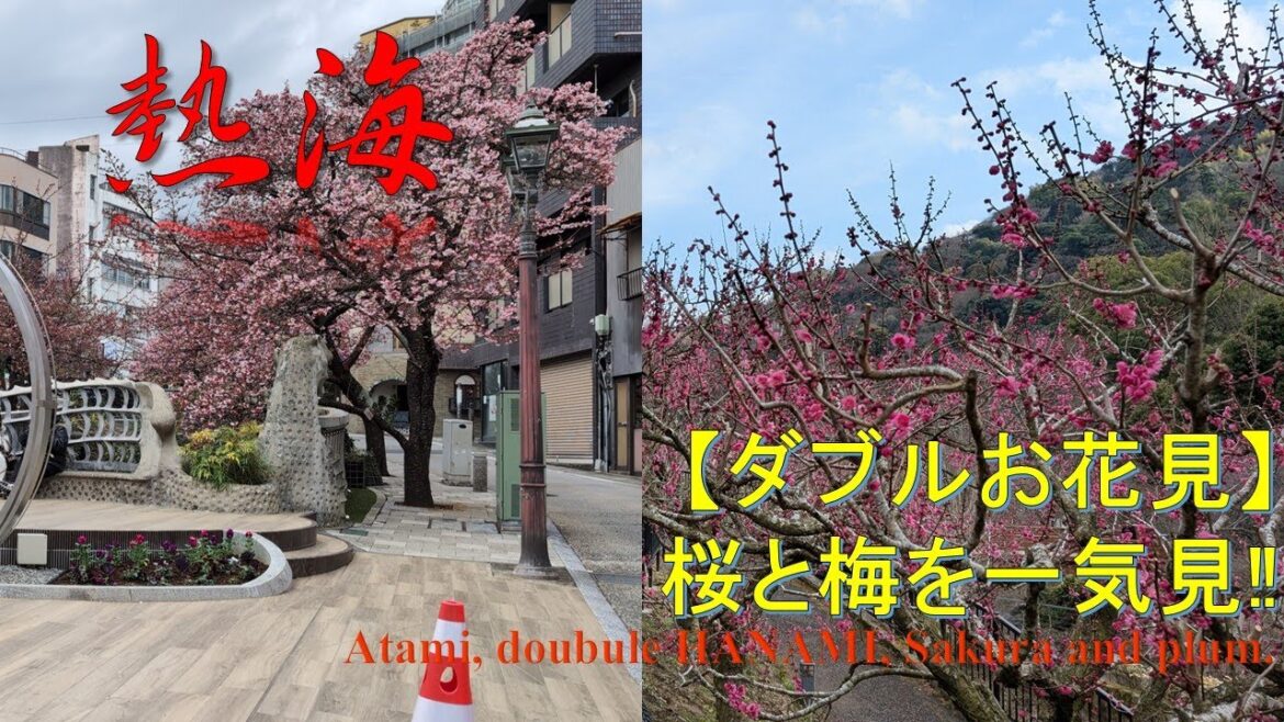 【観光】【今が見ごろ】熱海でダブル花見 Sightseeing Atami, double HANAMI, sakura and plum