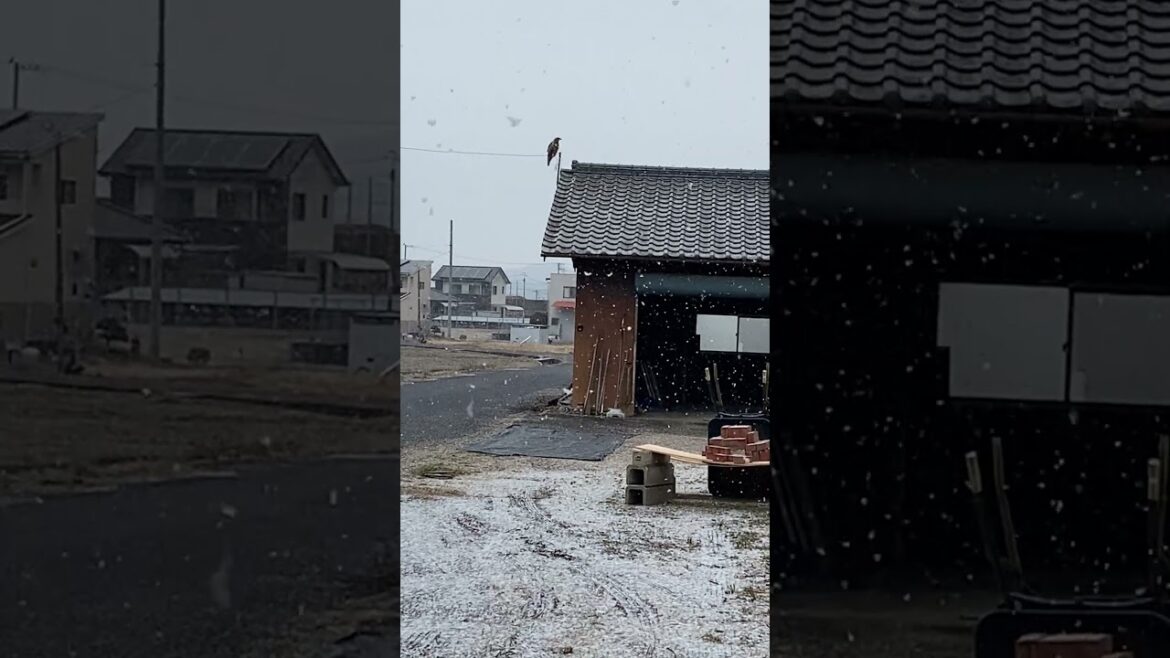 さぬき市で積雪、この冬初めて、１０年ぶりのボタン雪、IMG 2532