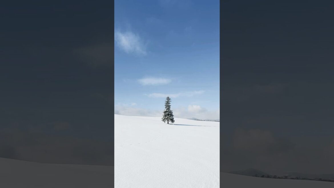 The Christmas Tree in Biei, Japan – So many tourists!!! #Japan #hokkaido #biei The Christmas Tree in Biei, Japan - So many tourists!!! #Japan #hokkaido #biei