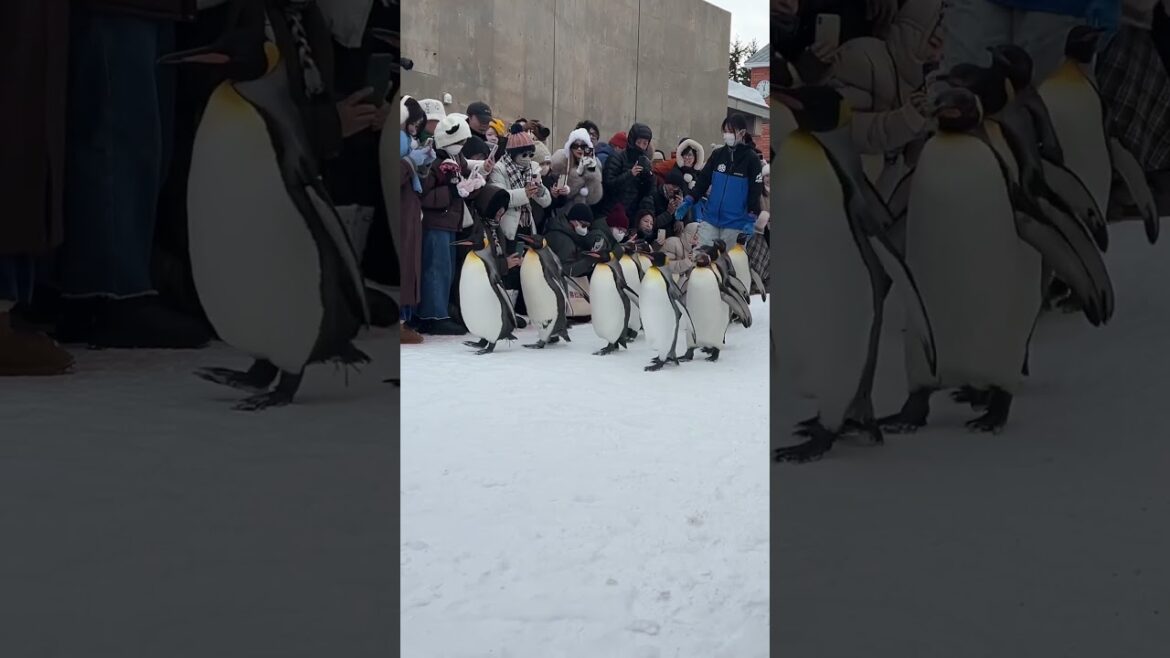 What to see in Asahikawa?