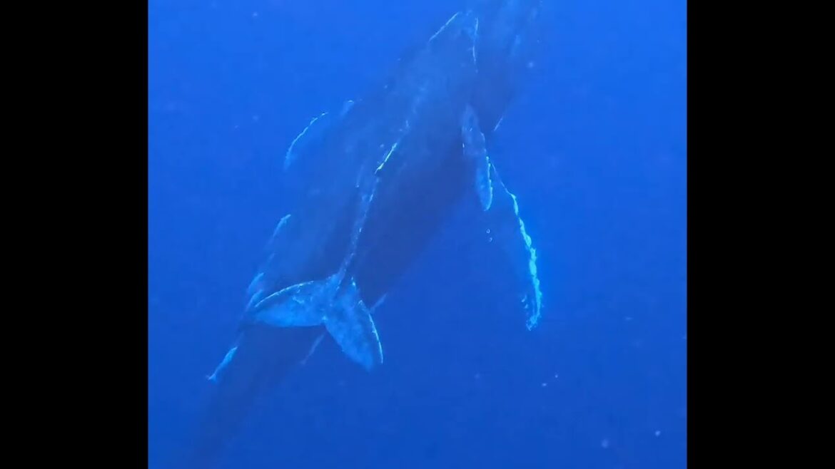Okinawa diving trip - Humpback whale