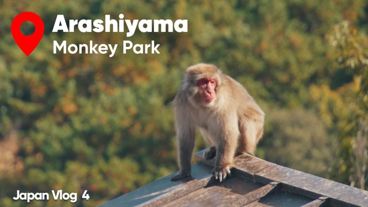 Exploring Arashiyama Monkey Park | A Unique Kyoto Adventure with Monkeys  | Japan Series Vlog 4 🇯🇵 Exploring Arashiyama Monkey Park | A Unique Kyoto Adventure with Monkeys  | Japan Series Vlog 4 🇯🇵