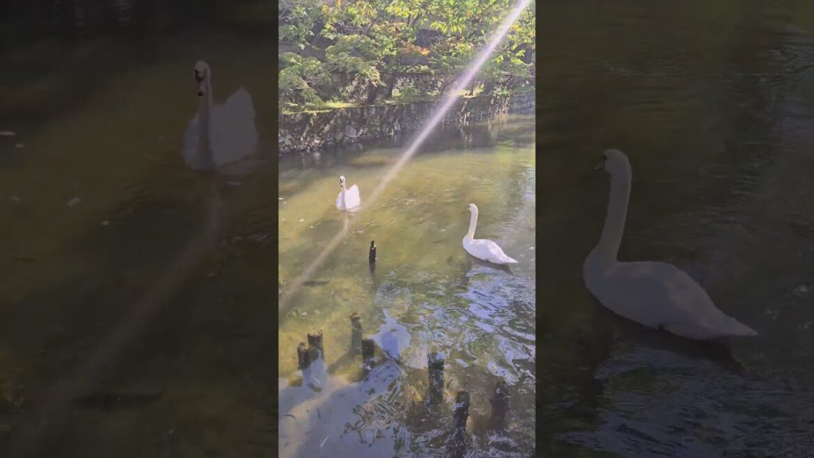 #kurashiki #okayama #japan