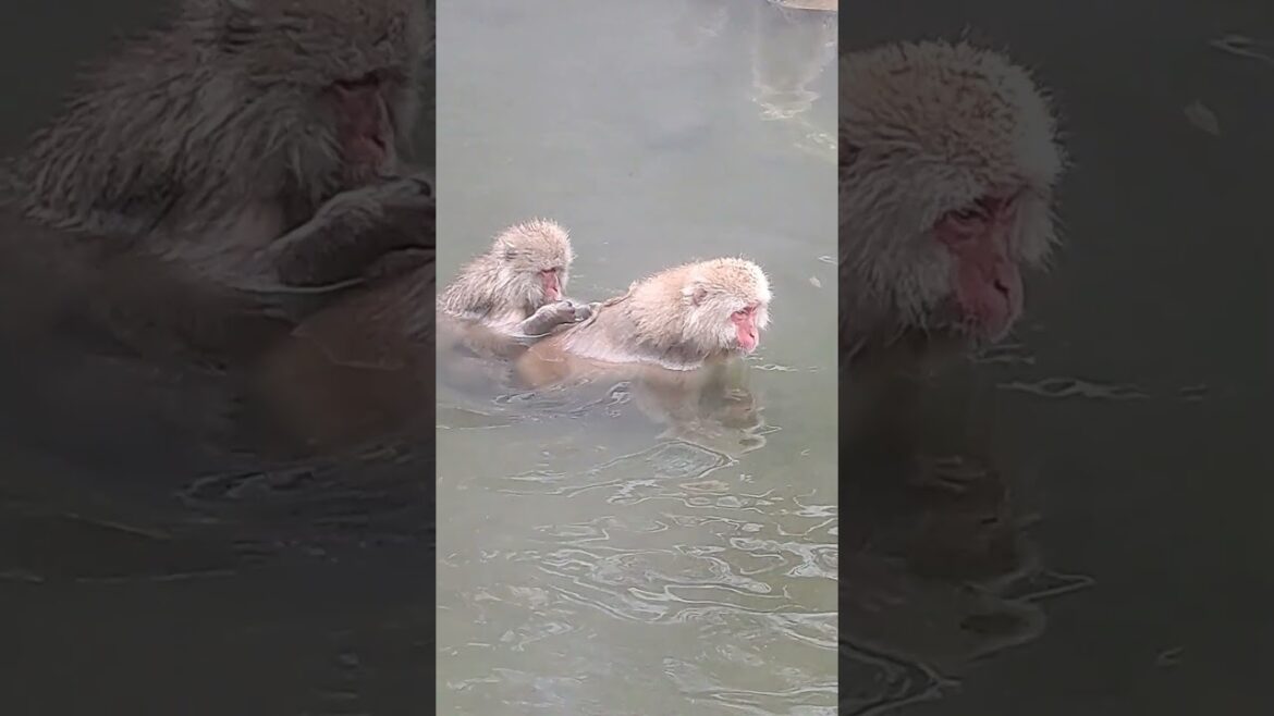Snow Monkeys in Nagano – 長野のスノーモンキー 🐒❄️