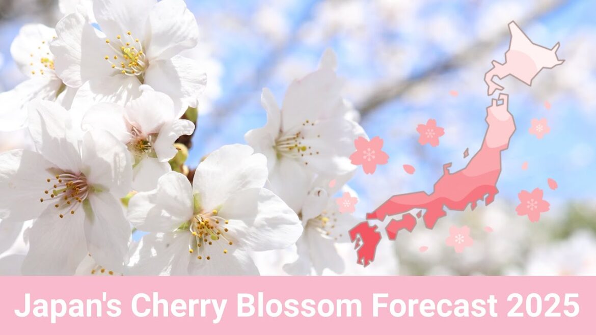 Japan Cherry Blossom Forecast 2025 🌸✨ | When & Where to See Sakura!