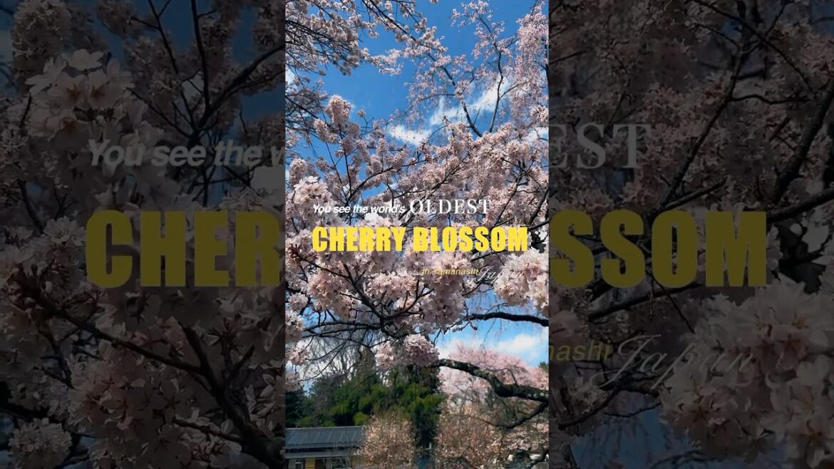 The world’s oldest Sakura｜JNTO