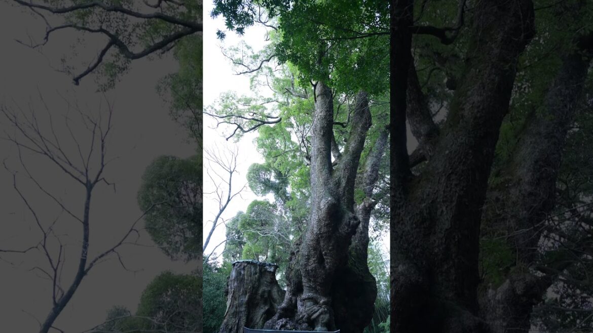 kinomiya shrine. #kinomiyashrines #shrine #nature #travel #atami #spiritual #camphor kinomiya shrine. #kinomiyashrines #shrine #nature #travel #atami #spiritual #camphor