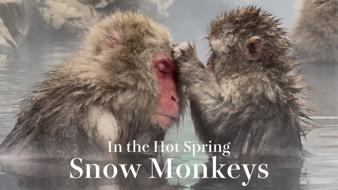 Snow Monkey Resort Experience 2025 / Adorable Snow Monkeys Soak in the Hot Spring!! Snow Monkey Resort Experience 2025 / Adorable Snow Monkeys Soak in the Hot Spring!!