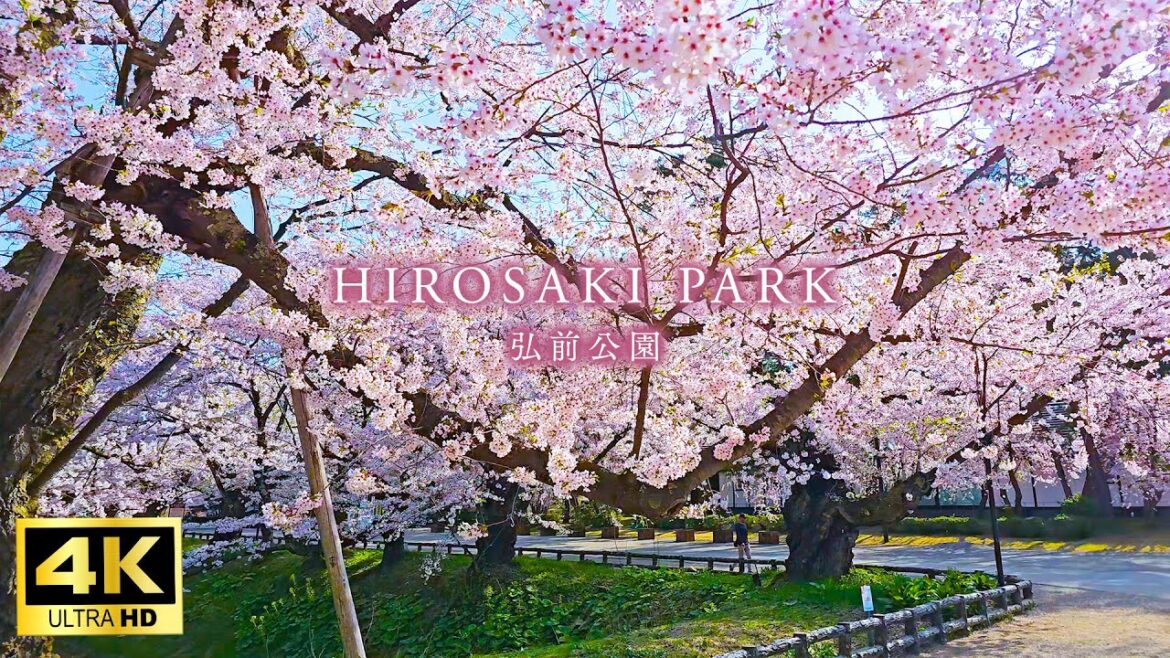 【Japan’s best cherry blossoms spot】Hirosaki Park – You should visit at least once in your life 【Japan's best cherry blossoms spot】Hirosaki Park - You should visit at least once in your life