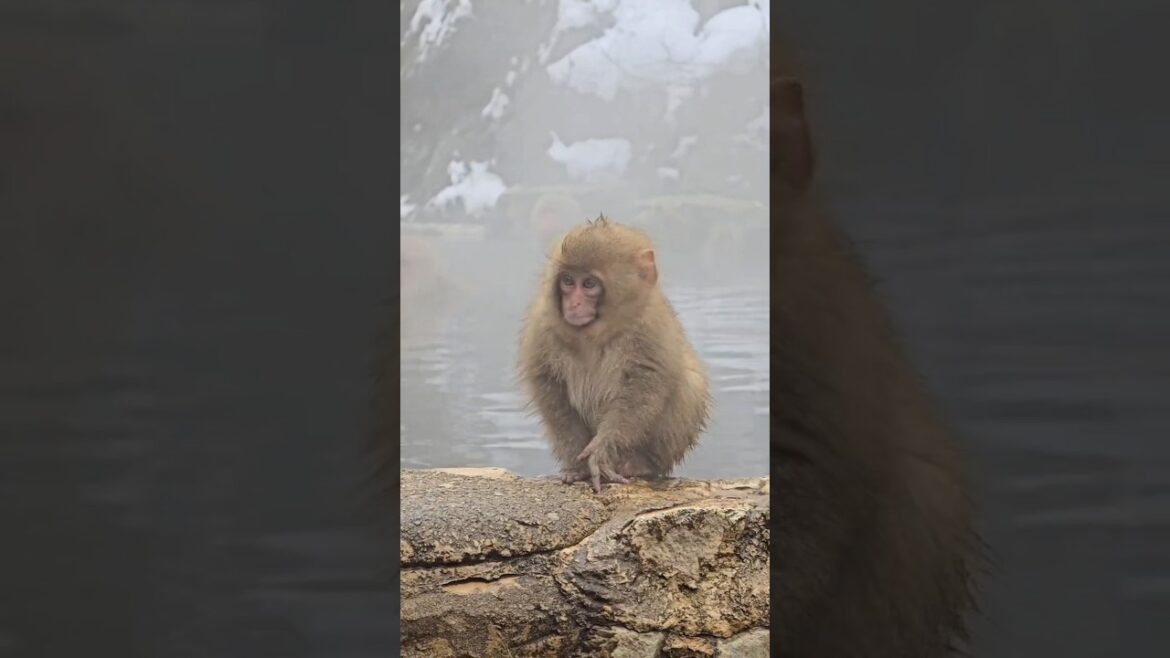 Snow Monkey Park, Jigokudani Yaen Koen 地獄谷野猿公苑 #nagano #Japan #snow monkeys