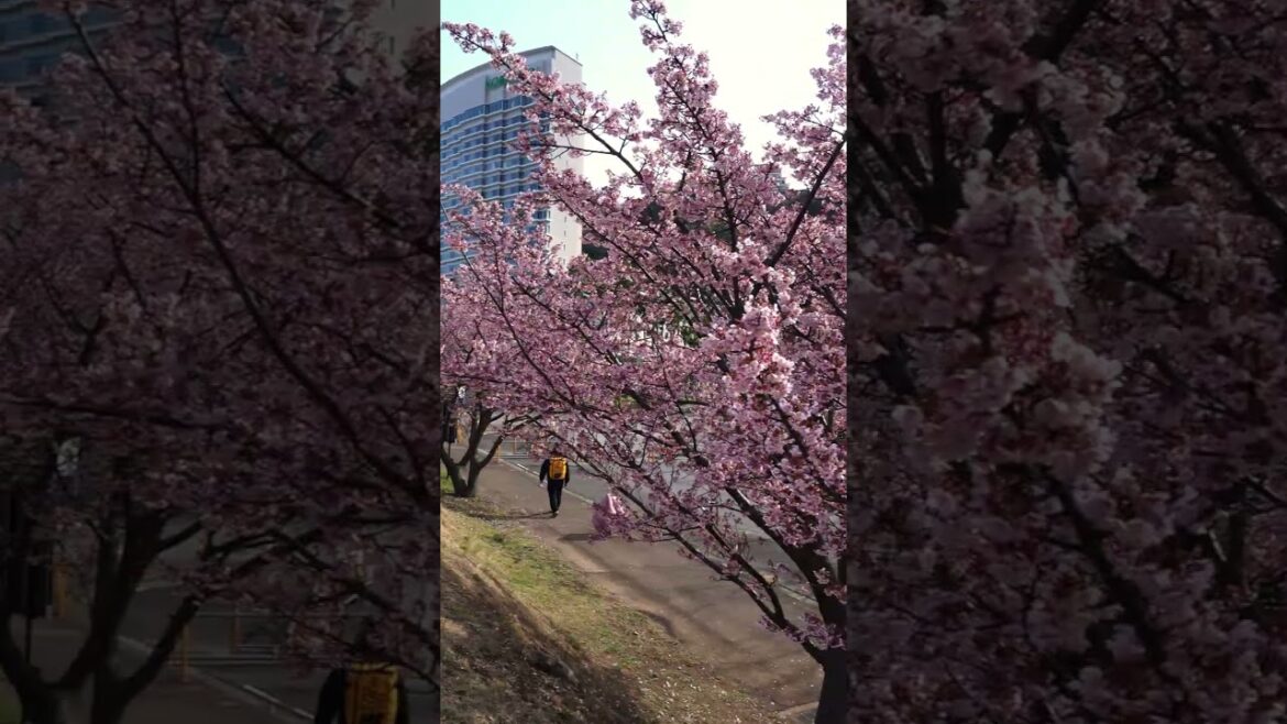 Experience Japan's EARLIEST Cherry Blossom Bloom in Atami