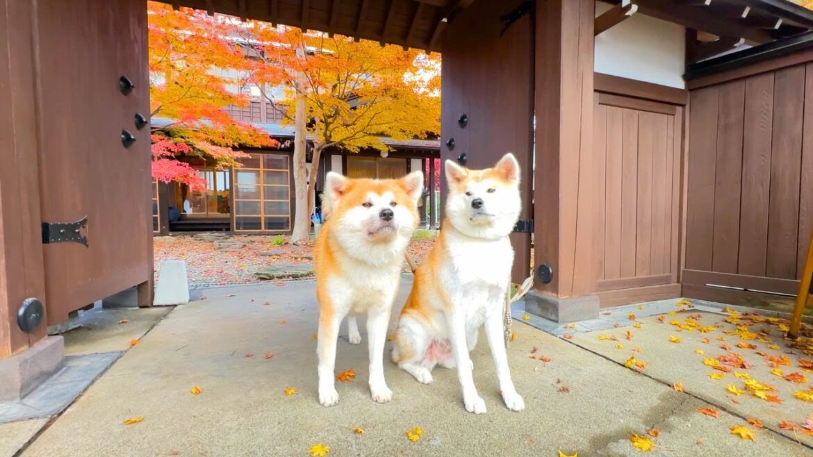 Staying at a Japanese Hotel… Where an Akita Dog Lives! 🏯🐕 Two fluffy Akita dogs. 縁Enishi.