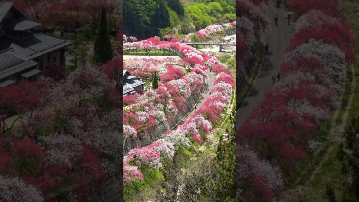 Places in Japan that Don't Feel Real - Part IV #trendingshorts