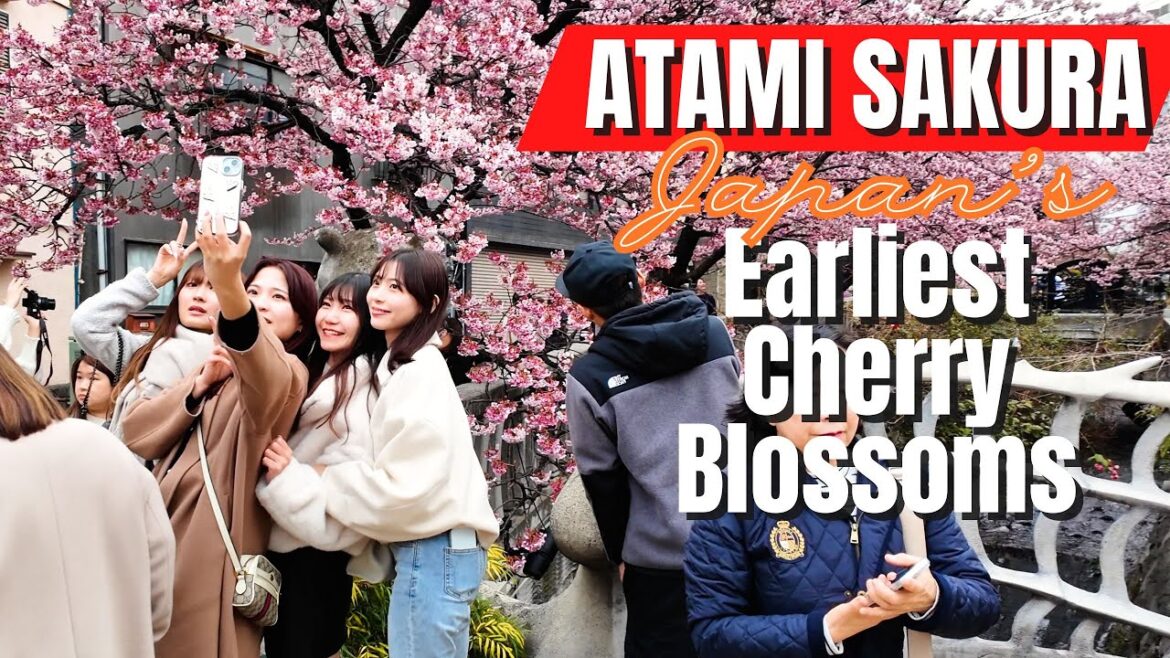 Japan's Earliest Cherry Blossoms | Atami Sakura in Full Bloom | 2.16.2025 | Best View 2.16 ~ 2.23