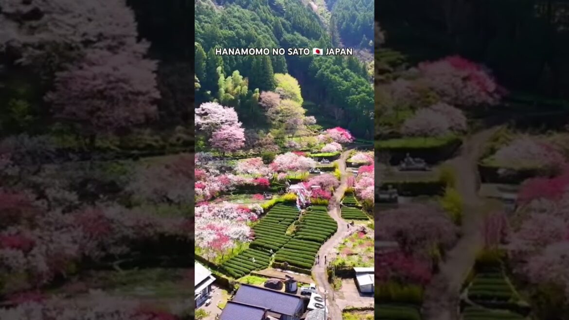 Hanamomo no sato 🇯🇵 Japan #travel #explore #hanamomo #japan