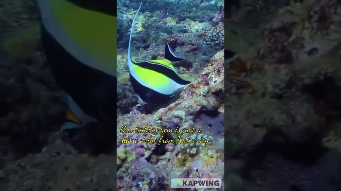 Blue Cave in Okinawa Japan #shorts #shortsvideo #snorkeling #snorkelingparadise #japan #japantrip Blue Cave in Okinawa Japan #shorts #shortsvideo #snorkeling #snorkelingparadise #japan #japantrip