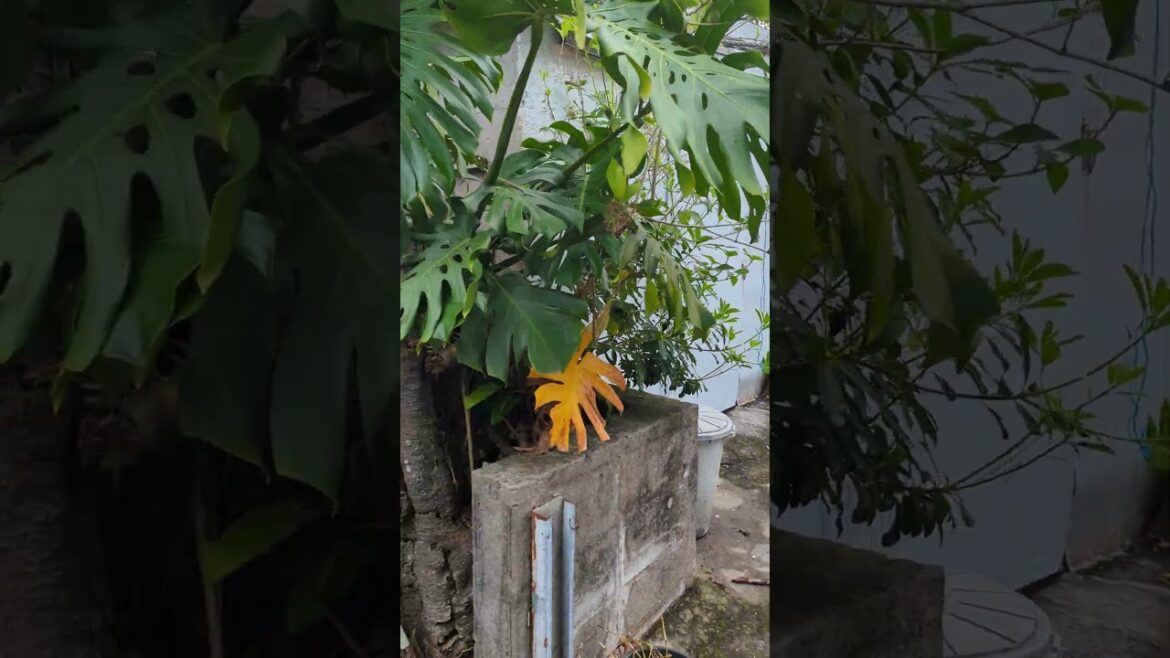 Balade à Tokashiki ( au large d'Okinawa).